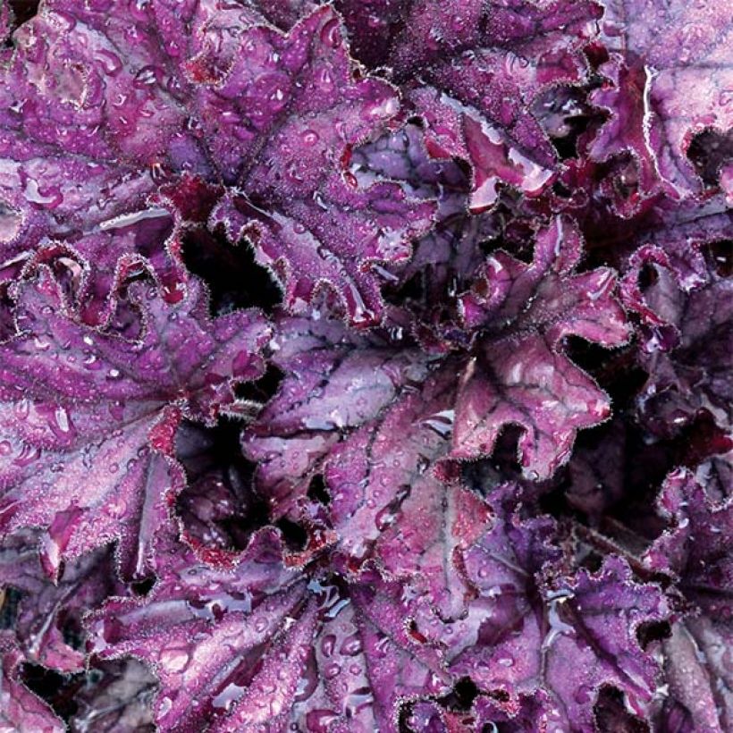 Heuchera Forever Purple - Purpurglöckchen (Foliage)