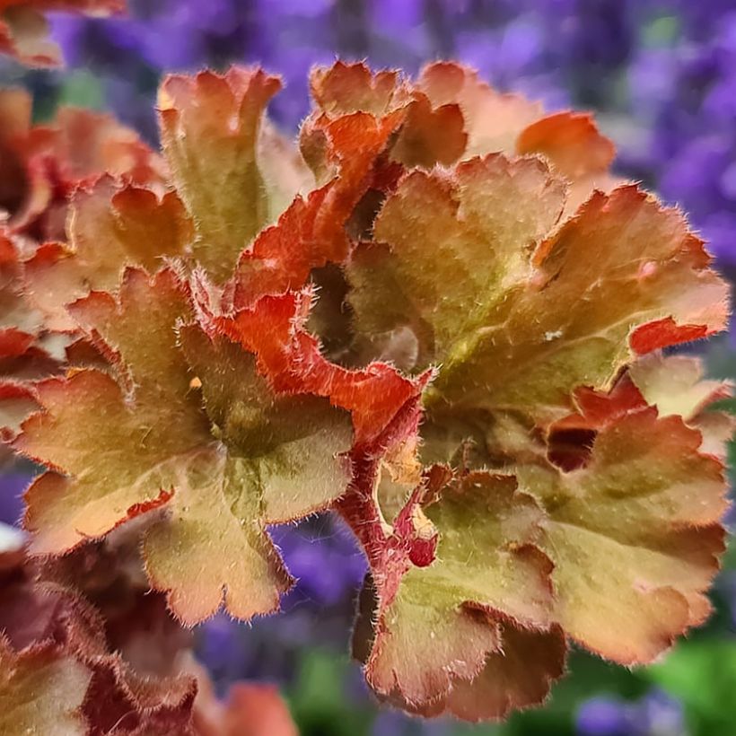 Heuchera Frilly - Purpurglöckchen (Foliage)