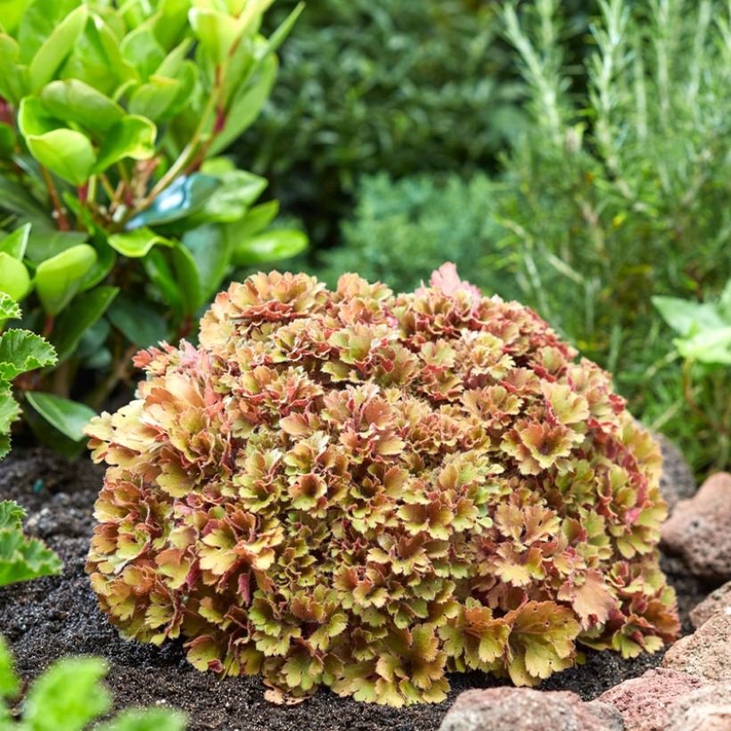 Heuchera Frilly - Purpurglöckchen (Plant habit)