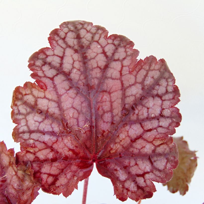 Heuchera Amethyst Myst - Purpurglöckchen (Foliage)