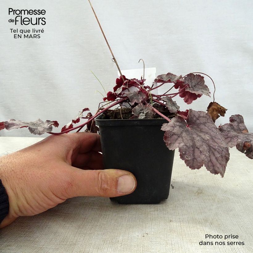 Exemplar von Heuchera Amethyst Myst - Purpurglöckchen Kleine Töpfe von 8/9 cm wie im Frühjahr geliefert