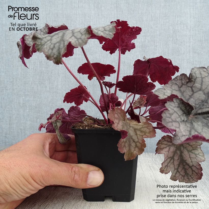 Example of Heuchera Amethyst Myst - Purpurglöckchen Kleine Töpfe von 8/9 cm as you get in automne