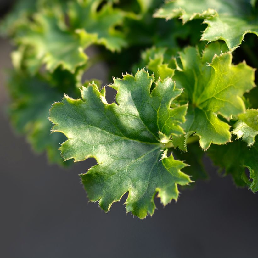 Heuchera Apple Crisp - Purpurglöckchen (Foliage)