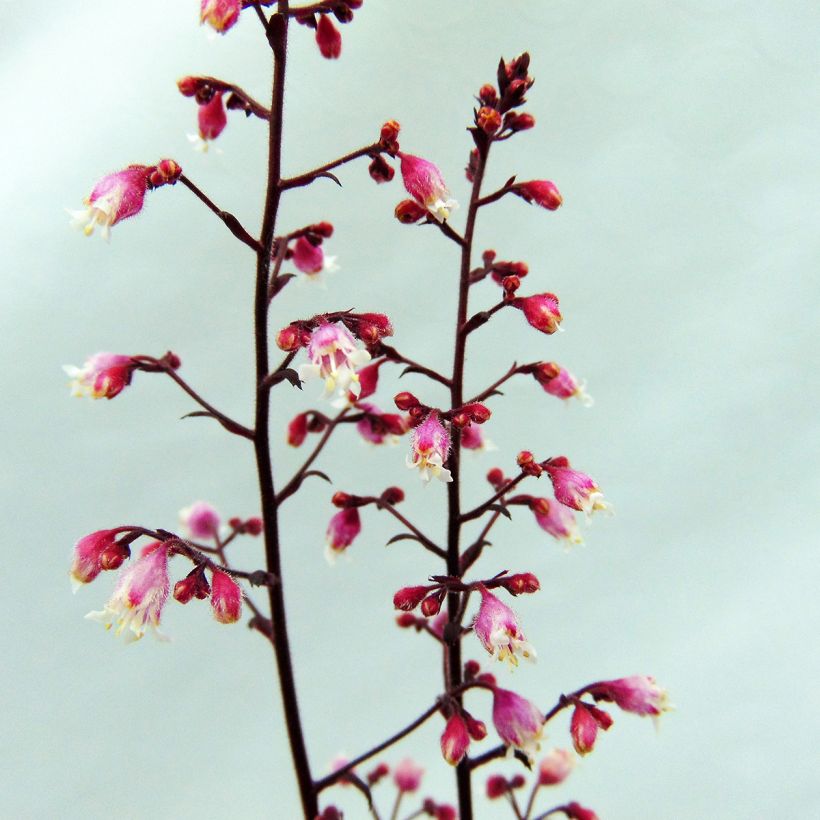 Heuchera Beaujolais - Purpurglöckchen (Flowering)