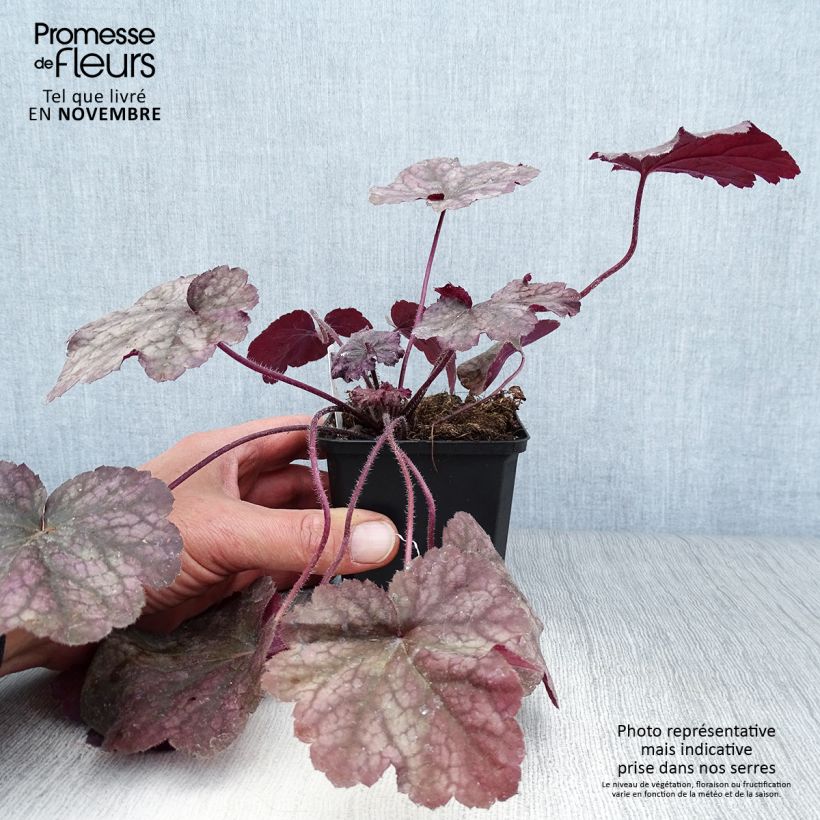 Example of Heuchera Beaujolais - Purpurglöckchen Kleine Töpfe von 8/9 cm as you get in automne