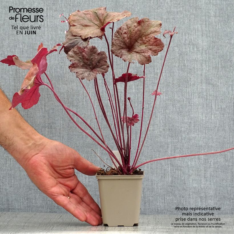 Exemplar von Heuchera Beaujolais - Purpurglöckchen Kleine Töpfe von 8/9 cm wie im Sommer geliefert