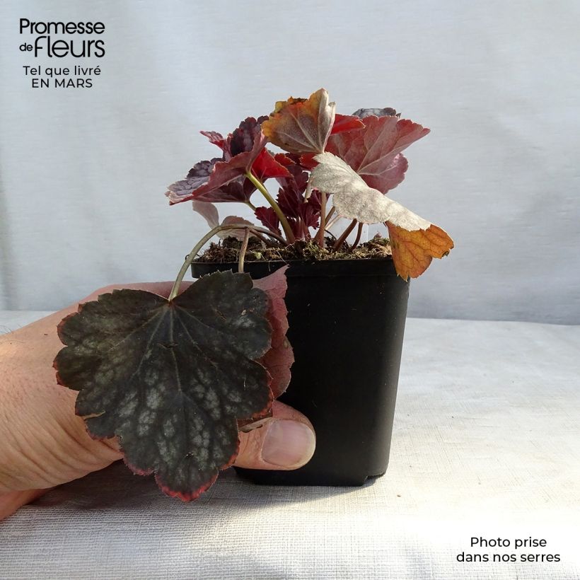 Exemplar von Heuchera Beauty Colour - Purpurglöckchen Kleine Töpfe von 8/9 cm wie im Winter geliefert