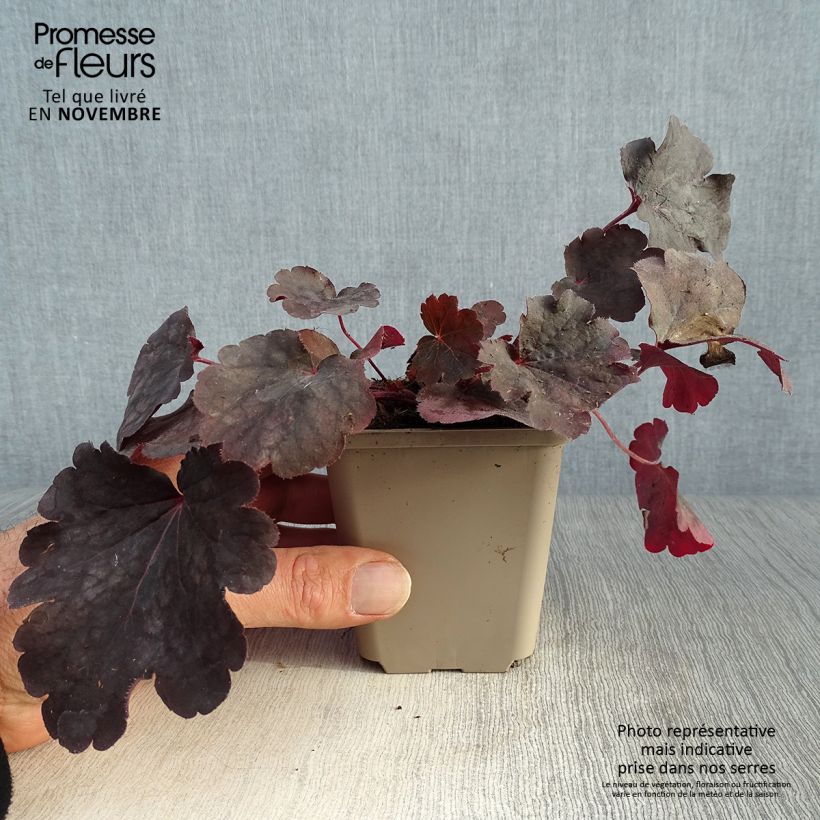 Example of Heuchera Bella Notte - Purpurglöckchen Kleine Töpfe von 8/9 cm as you get in automne