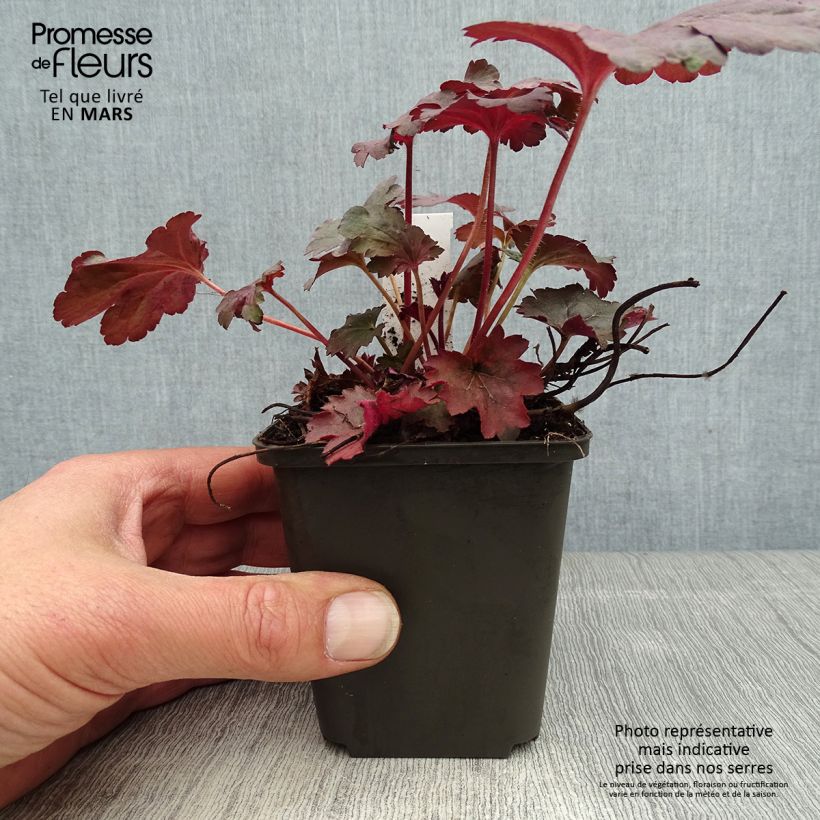 Exemplar von Heuchera Bella Notte - Purpurglöckchen Kleine Töpfe von 8/9 cm wie im Frühjahr geliefert