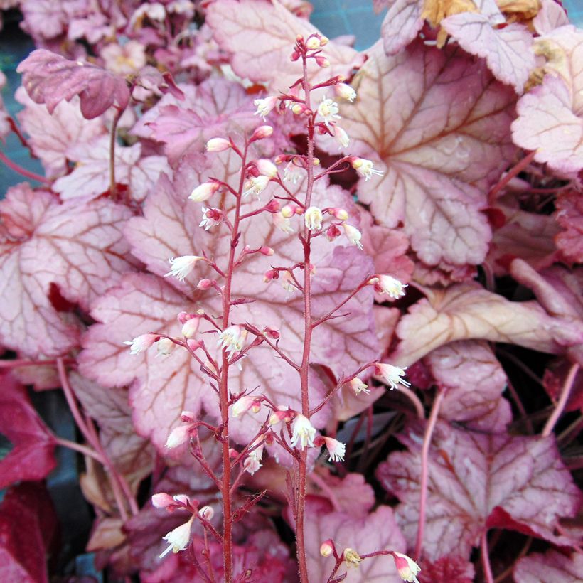Heuchera Berry Smoothie - Purpurglöckchen (Flowering)