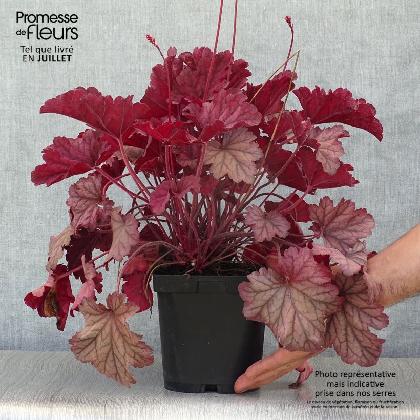 Example of Heuchera Berry Smoothie - Purpurglöckchen Topf mit 1,5L/2L as you get in ete