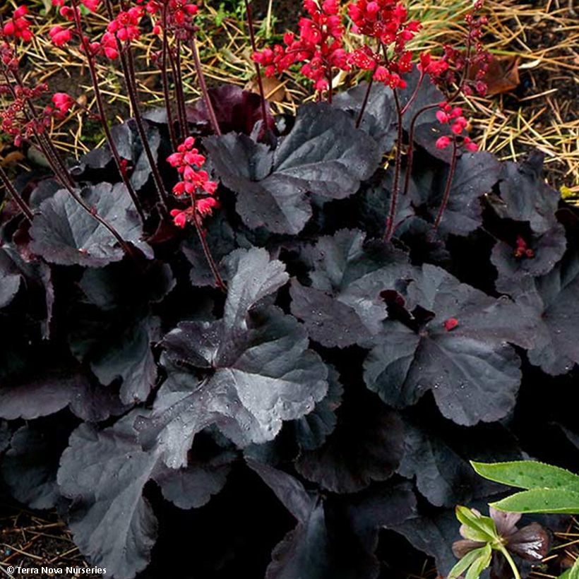 Heuchera Black Forest Cake - Purpurglöckchen (Foliage)