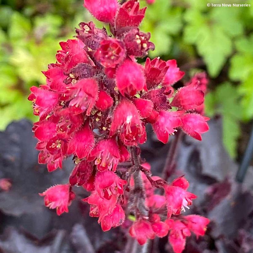 Heuchera Black Forest Cake - Purpurglöckchen (Flowering)