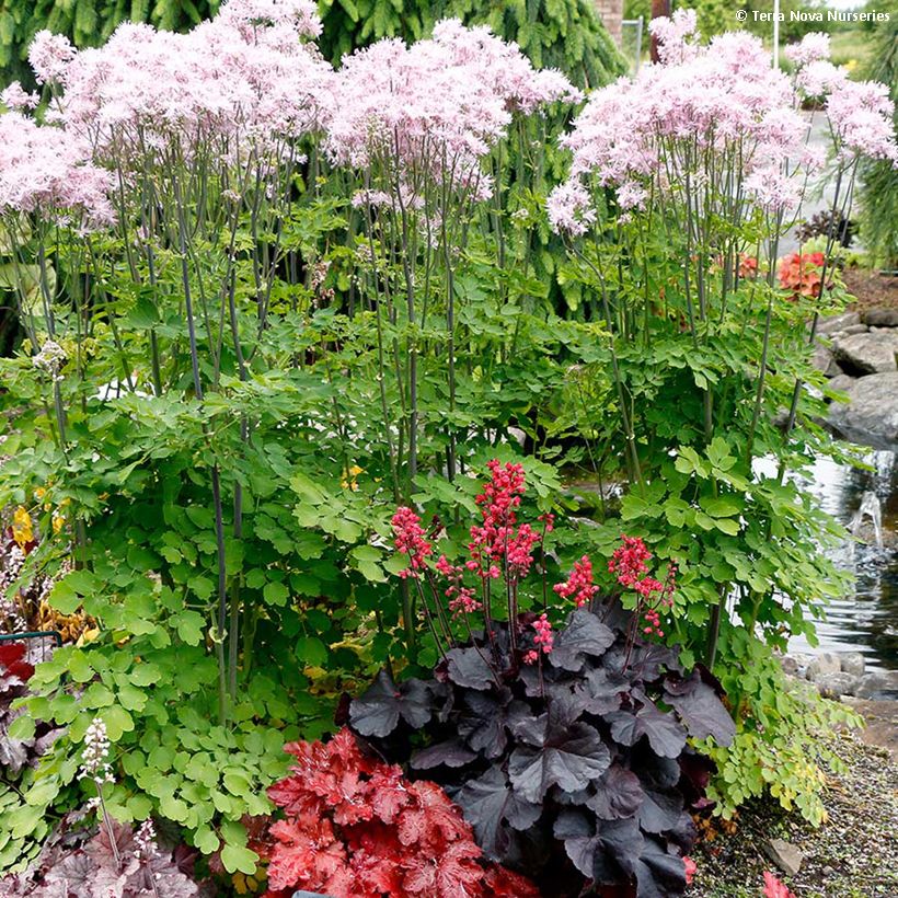 Heuchera Black Forest Cake - Purpurglöckchen (Plant habit)