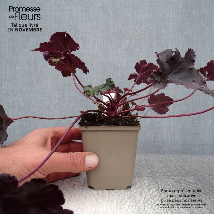 Example of Heuchera Black Pearl - Purpurglöckchen Kleine Töpfe von 8/9 cm as you get in automne