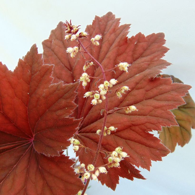 Heuchera villosa Bronze Beauty - Purpurglöckchen (Flowering)