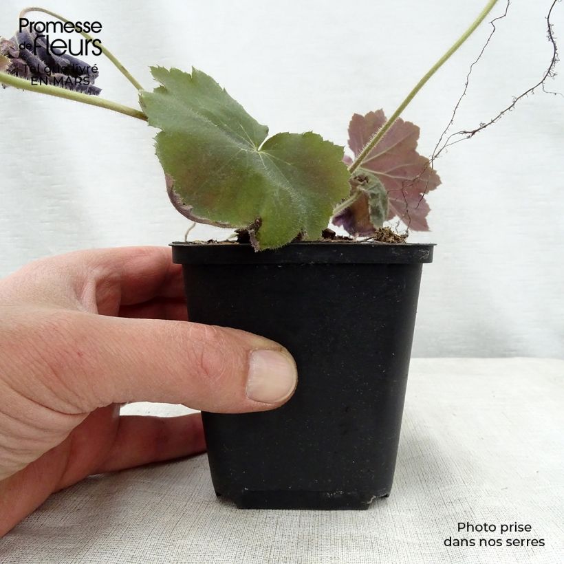 Exemplar von Heuchera villosa Bronze Beauty - Purpurglöckchen Kleine Töpfe von 8/9 cm wie im Frühjahr geliefert