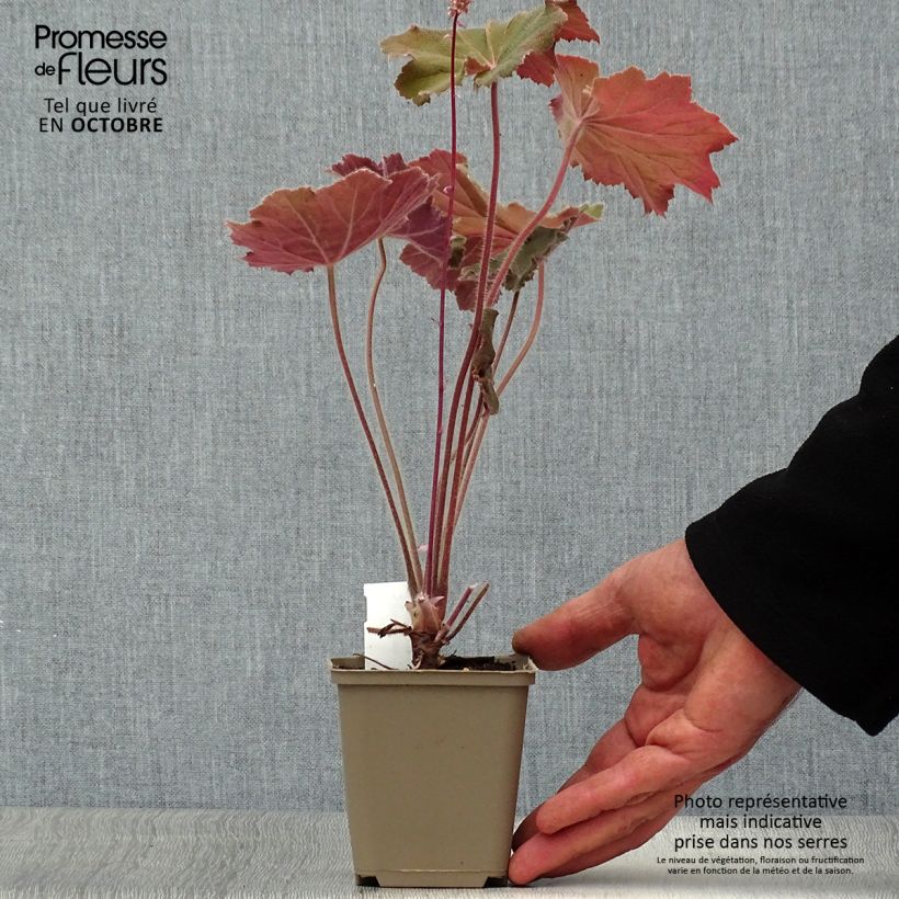 Example of Heuchera villosa Bronze Beauty - Purpurglöckchen Kleine Töpfe von 8/9 cm as you get in automne