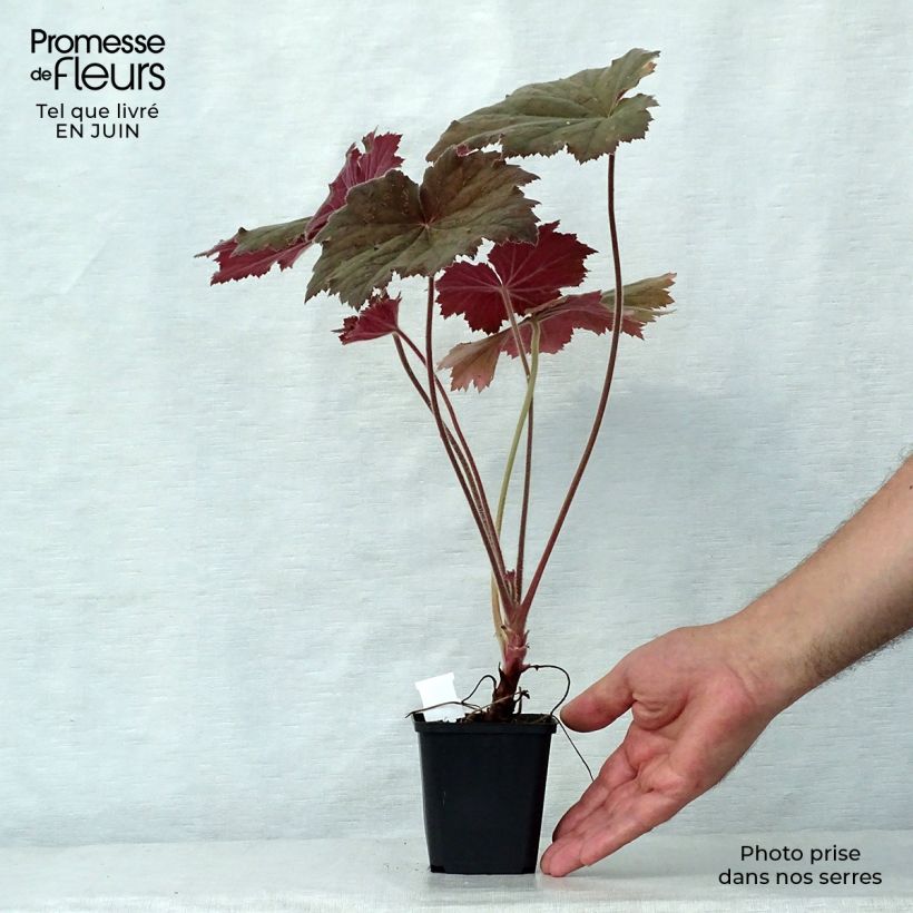 Exemplar von Heuchera villosa Bronze Beauty - Purpurglöckchen Kleine Töpfe von 8/9 cm wie im Sommer geliefert