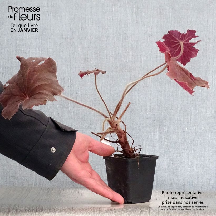 Exemplar von Heuchera villosa Bronze Beauty - Purpurglöckchen Kleine Töpfe von 8/9 cm wie im Winter geliefert