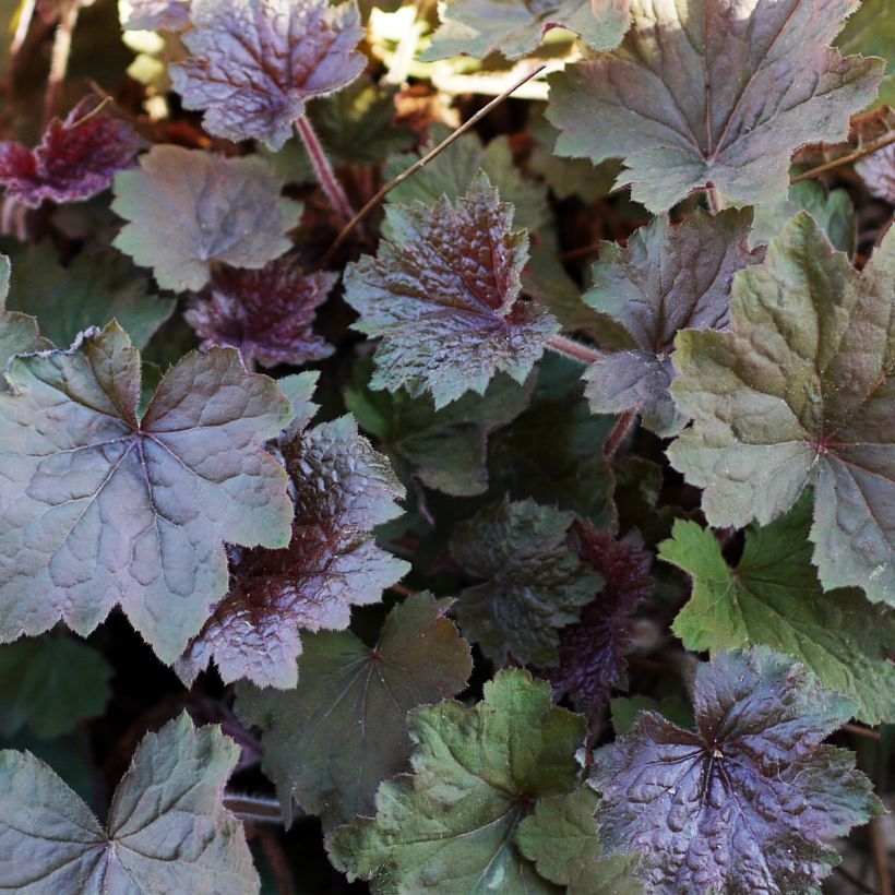 Heuchera Brownies - Purpurglöckchen (Foliage)