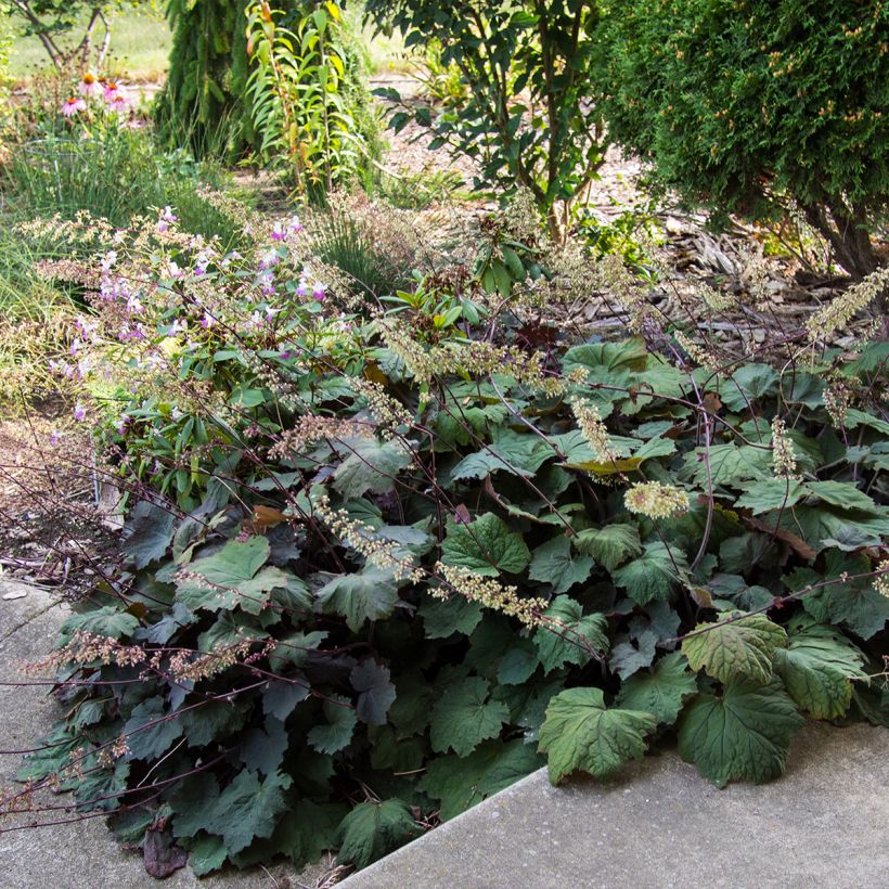 Heuchera Brownies - Purpurglöckchen (Plant habit)