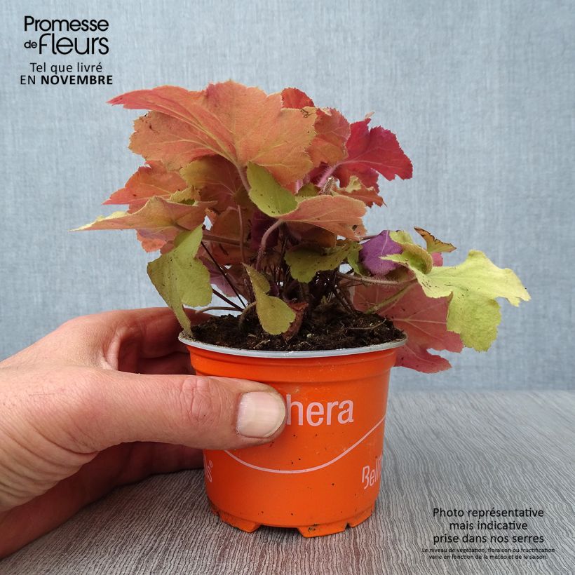 Example of Heuchera Caramel - Purpurglöckchen Kleine Töpfe von 8/9 cm as you get in automne