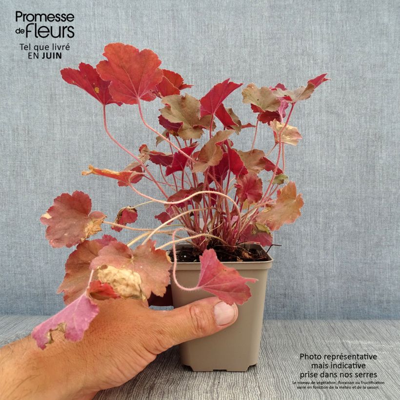 Exemplar von Heuchera Caramel - Purpurglöckchen Kleine Töpfe von 8/9 cm wie im Sommer geliefert