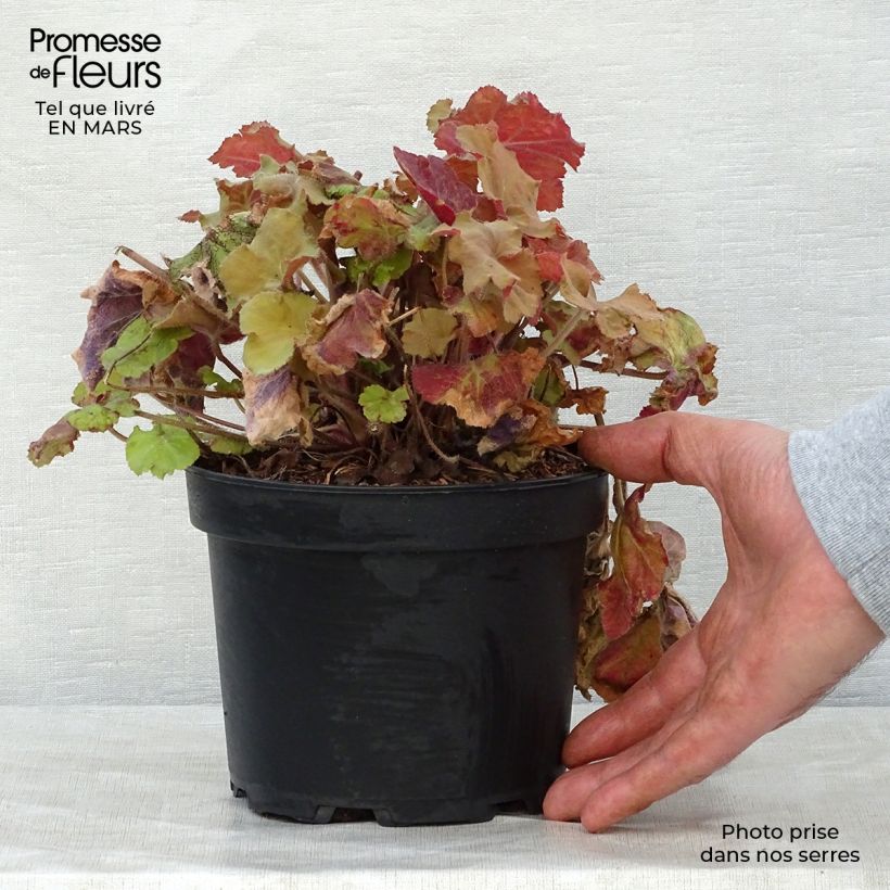 Exemplar von Heuchera Caramel - Purpurglöckchen Topf mit 2L/3L wie im Frühjahr geliefert