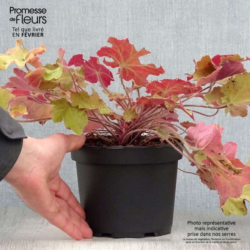 Exemplar von Heuchera Caramel - Purpurglöckchen Topf mit 2L/3L wie im Winter geliefert