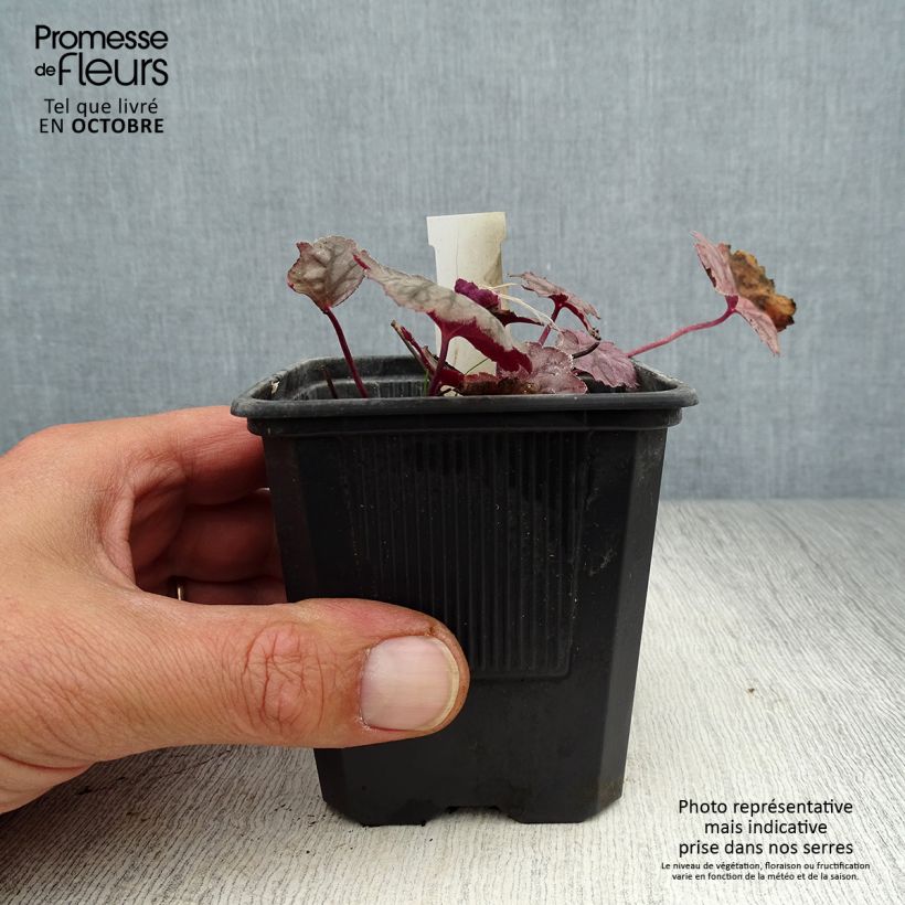 Example of Heuchera Cascade Dawn - Purpurglöckchen Kleine Töpfe von 8/9 cm as you get in automne