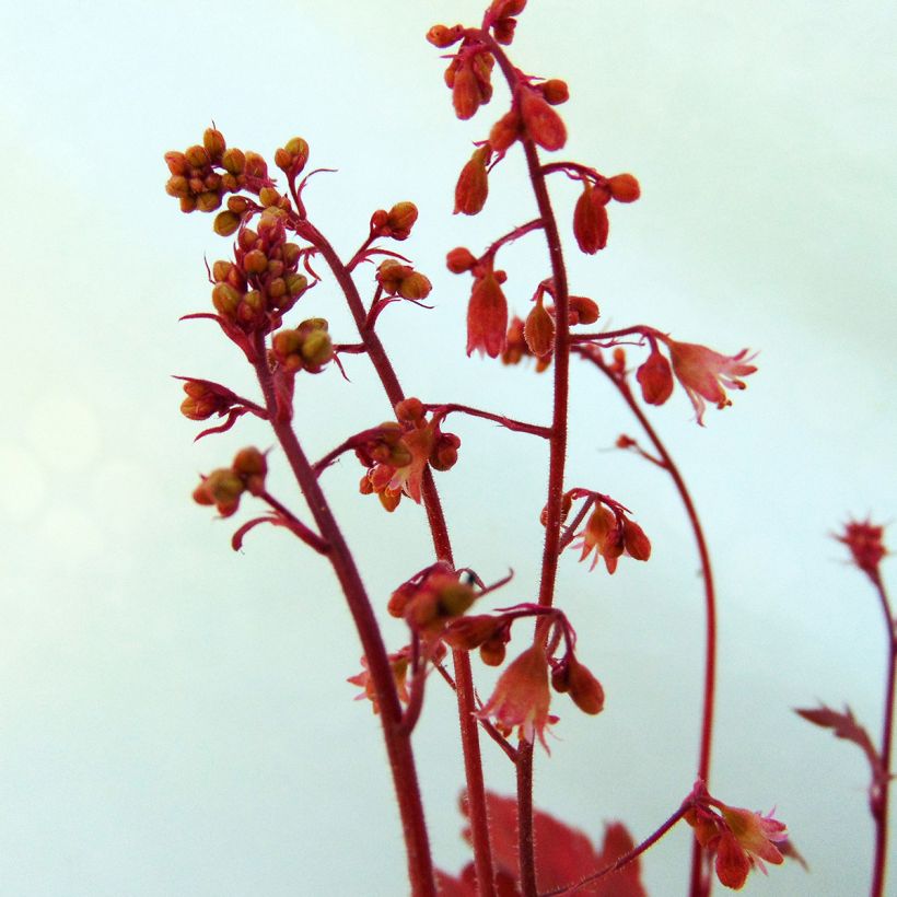Heuchera Cherry Cola - Purpurglöckchen (Flowering)
