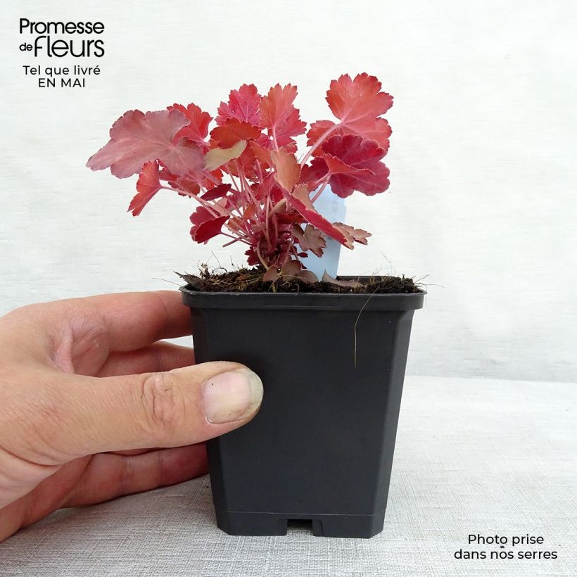 Exemplar von Heuchera Cherry Cola - Purpurglöckchen Kleine Töpfe von 8/9 cm wie im Frühjahr geliefert