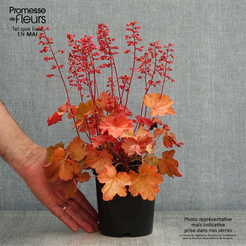 Exemplar von Heuchera Cherry Cola - Purpurglöckchen Topf mit 1,5L/2L wie im Frühjahr geliefert