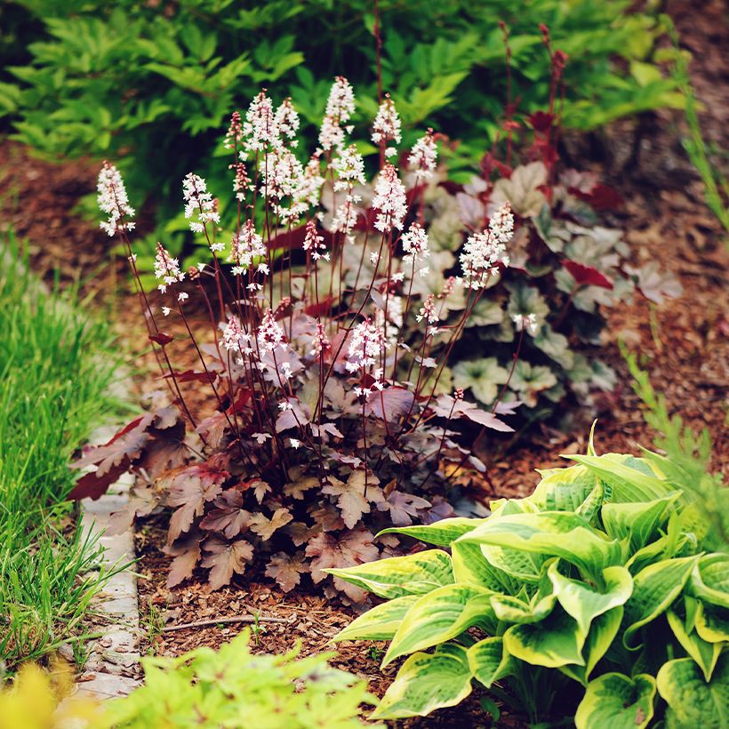 Heuchera Chocolate Ruffle - Purpurglöckchen (Plant habit)