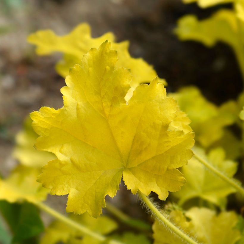 Heuchera Electric Lime - Purpurglöckchen (Foliage)