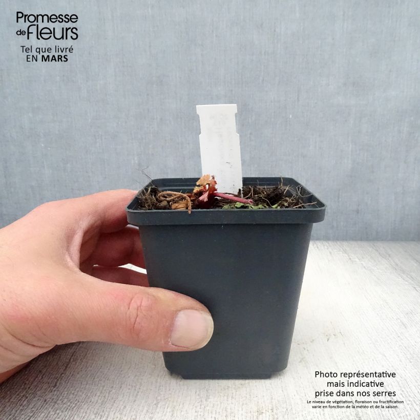 Exemplar von Heuchera Fire Chief - Purpurglöckchen Kleine Töpfe von 8/9 cm wie im Frühjahr geliefert