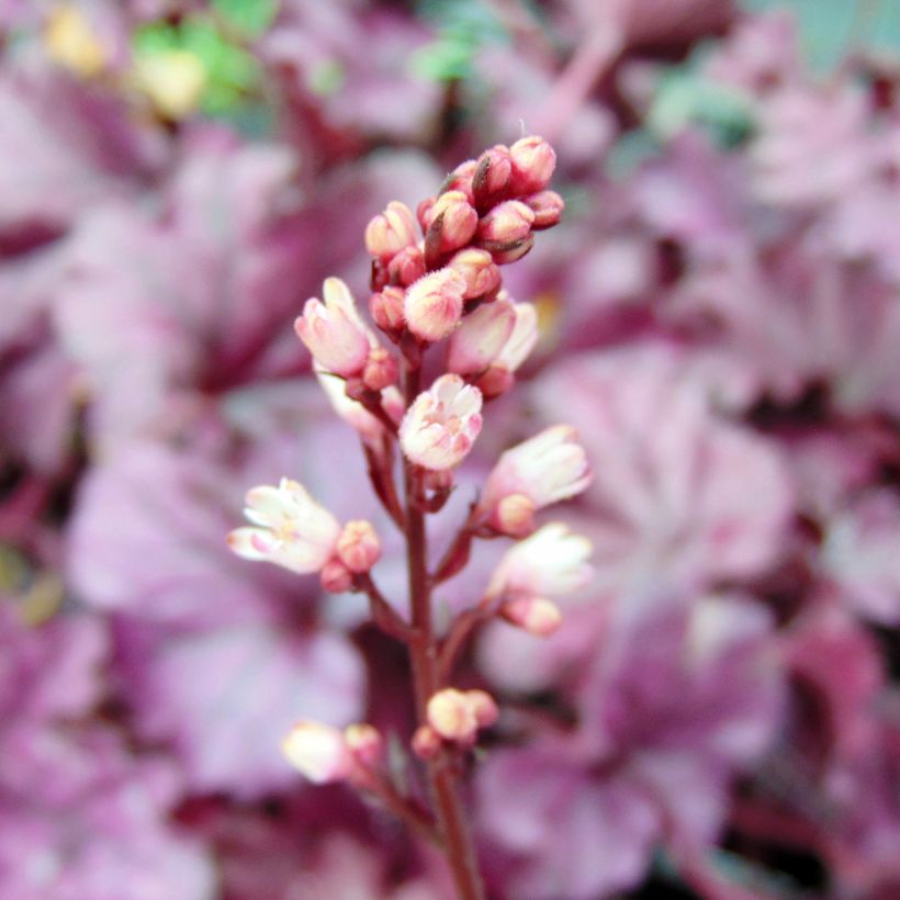 Heuchera Forever Purple - Purpurglöckchen (Flowering)