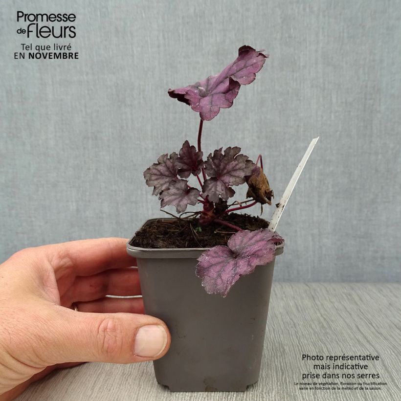 Example of Heuchera Forever Purple - Purpurglöckchen Kleine Töpfe von 8/9 cm as you get in automne