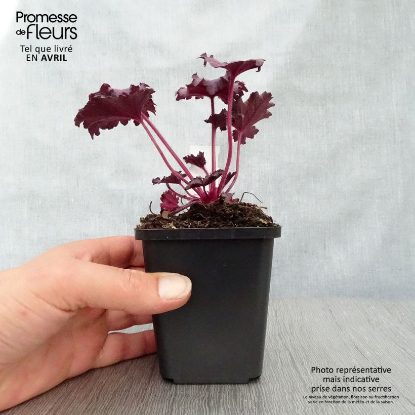 Exemplar von Heuchera Forever Purple - Purpurglöckchen Kleine Töpfe von 8/9 cm wie im Frühjahr geliefert