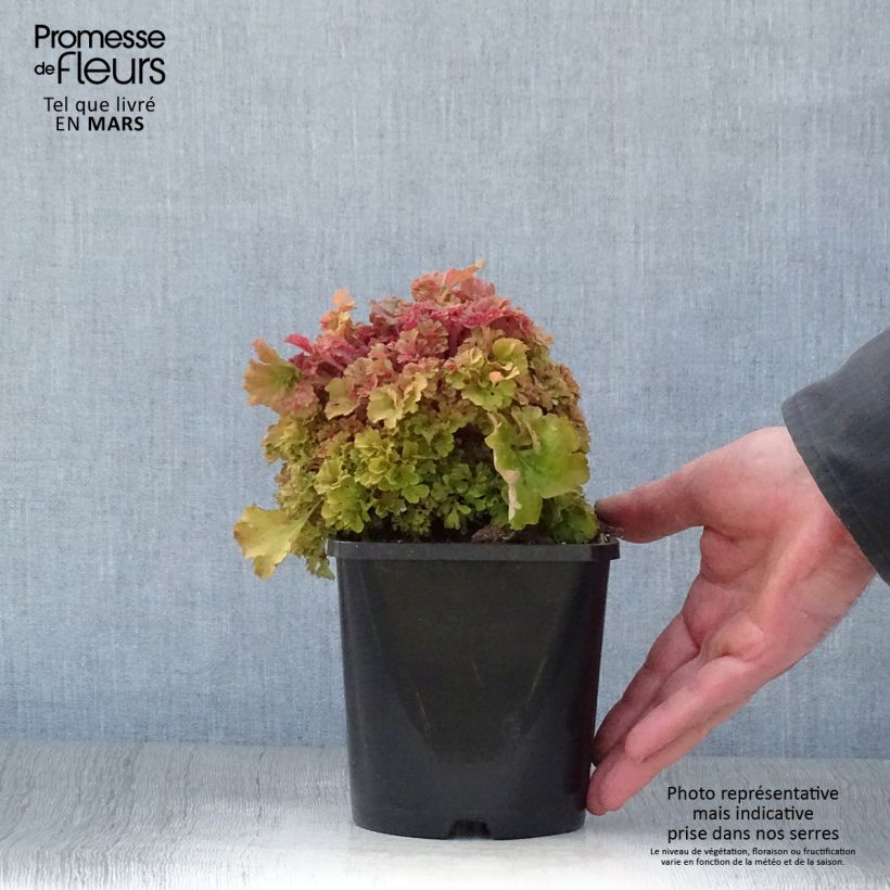 Exemplar von Heuchera Frilly - Purpurglöckchen Topf mit 1,5L/2L wie im Frühjahr geliefert