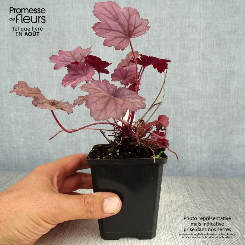Exemplar von Heuchera Georgia Plum - Purpurglöckchen Kleine Töpfe von 8/9 cm wie im Sommer geliefert