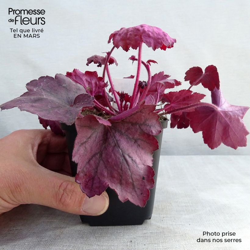 Exemplar von Heuchera Georgia Plum - Purpurglöckchen Kleine Töpfe von 8/9 cm wie im Winter geliefert