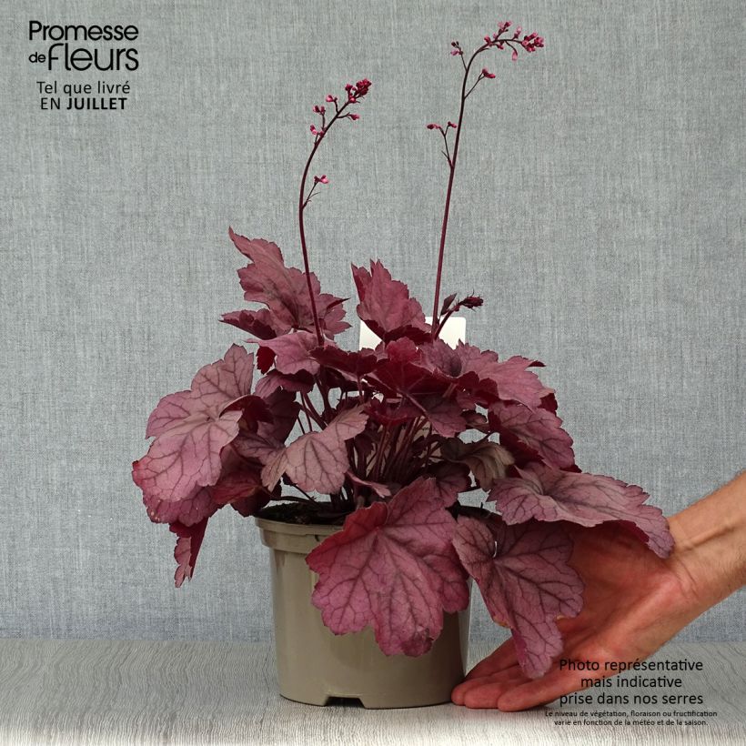 Exemplar von Heuchera Georgia Plum - Purpurglöckchen Topf mit 2L/3L wie im Sommer geliefert