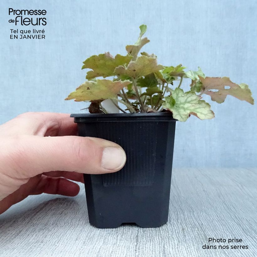 Exemplar von Heuchera Ginger Ale - Purpurglöckchen Kleine Töpfe von 8/9 cm wie im Winter geliefert