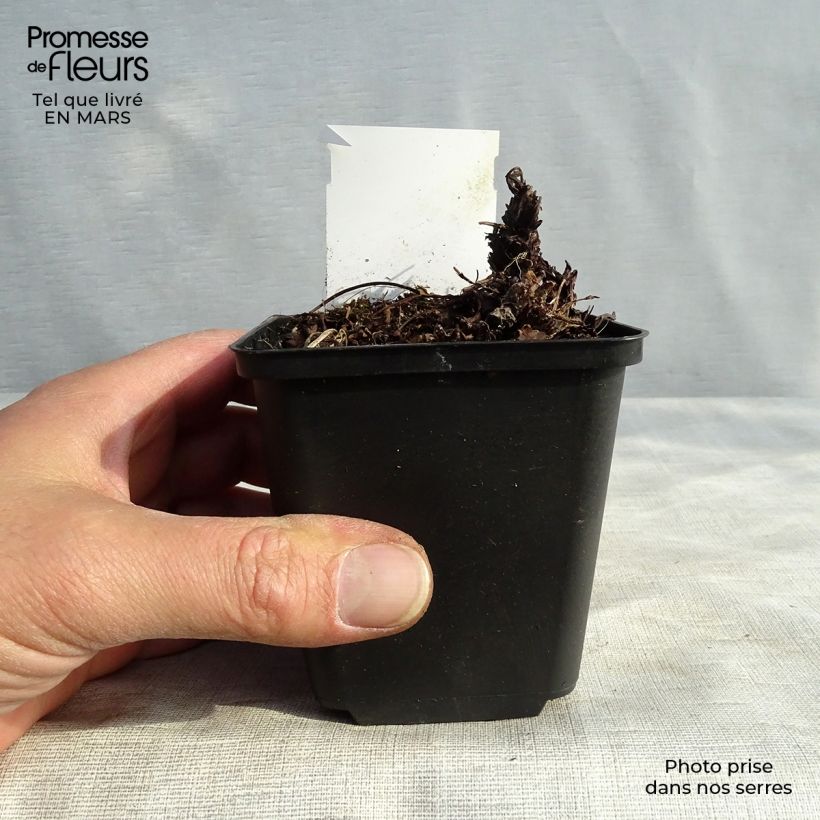 Example of Heuchera Green Ivory - Purpurglöckchen Kleine Töpfe von 8/9 cm as you get in hiver