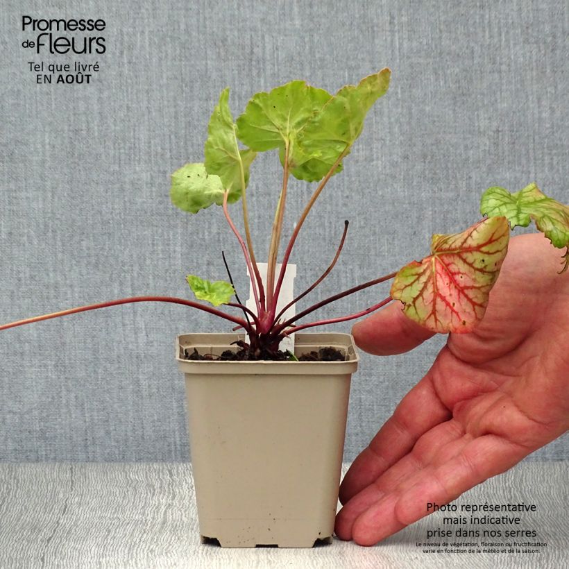Exemplar von Heuchera Green Spice - Purpurglöckchen Kleine Töpfe von 8/9 cm wie im Sommer geliefert