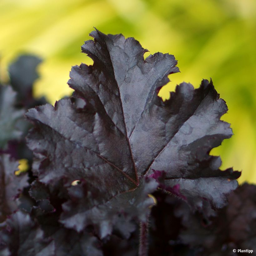 Heuchera Dark Secret - Purpurglöckchen (Foliage)