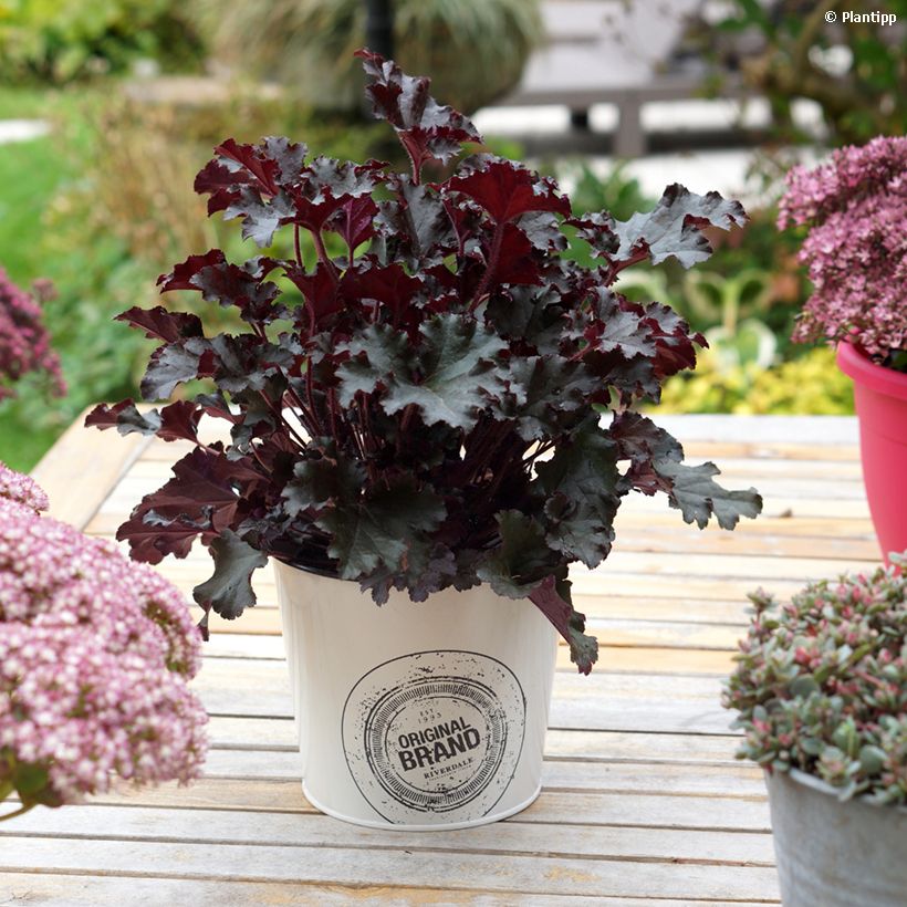 Heuchera Dark Secret - Purpurglöckchen (Plant habit)