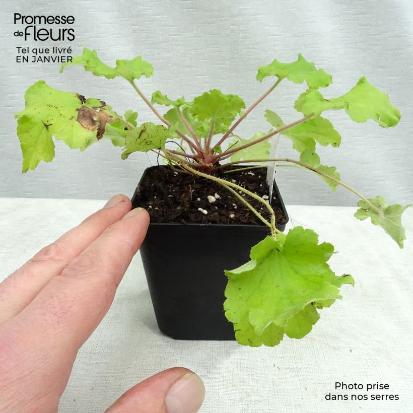 Exemplar von Heuchera Lime Marmalade - Purpurglöckchen Kleine Töpfe von 8/9 cm wie im Winter geliefert